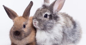 The Effects of Animal Testing in the Cosmetic Industry